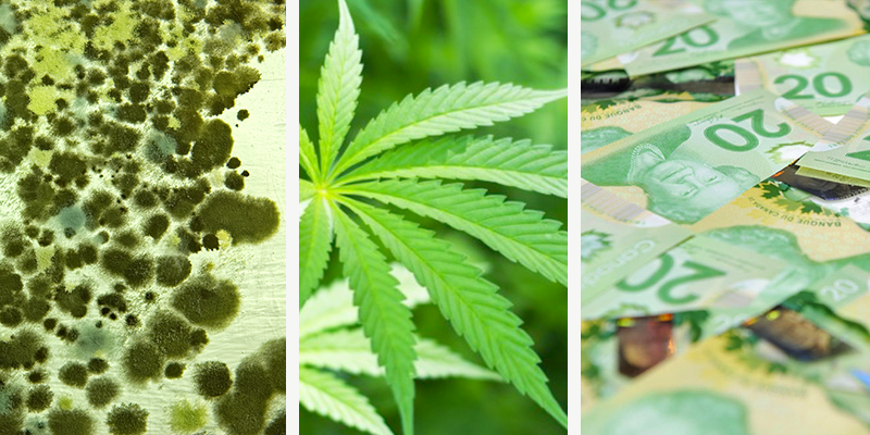 Mold, marijuana and money. All things green for St. Patrick’s Day
