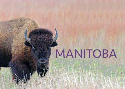Updated Manitoba General Insurance Continuing Education Definition and Guidelines