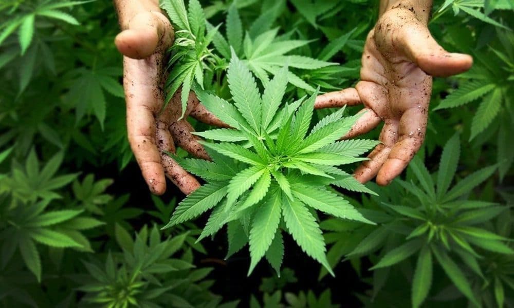 New CE Course on Marijuana Grow-Ops