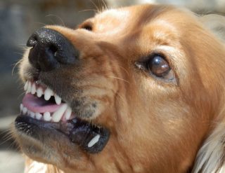 An image of an angry dog.